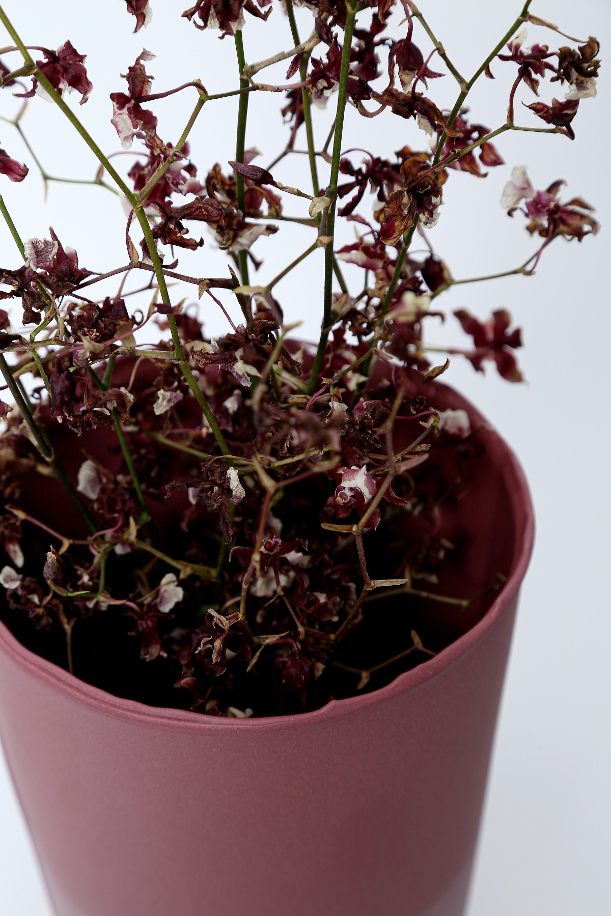 237-ÔDA-VASO-PORCELANA-HELOÍSA-GALVÃO